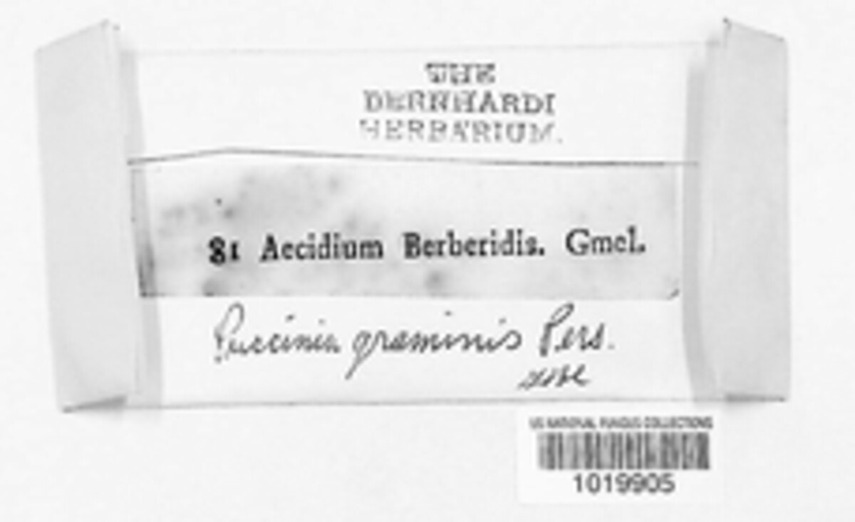 Puccinia quillensis image